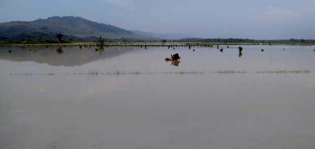 Banjir Merendam Sawah, Mentan Jamin Indonesia Surplus Beras