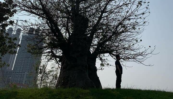 Melihat Pohon Kehidupan di Waduk Ria Rio