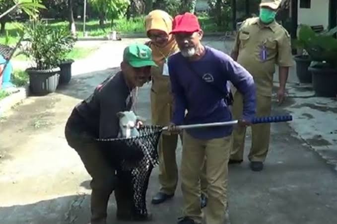 Pemprov DKI Tunda Razia Hewan Liar