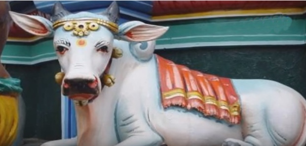 Gara-Gara Sapi Pria Ini Dipukul Hingga Buta