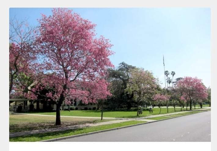 Horeee, besok bisa main lagi di taman