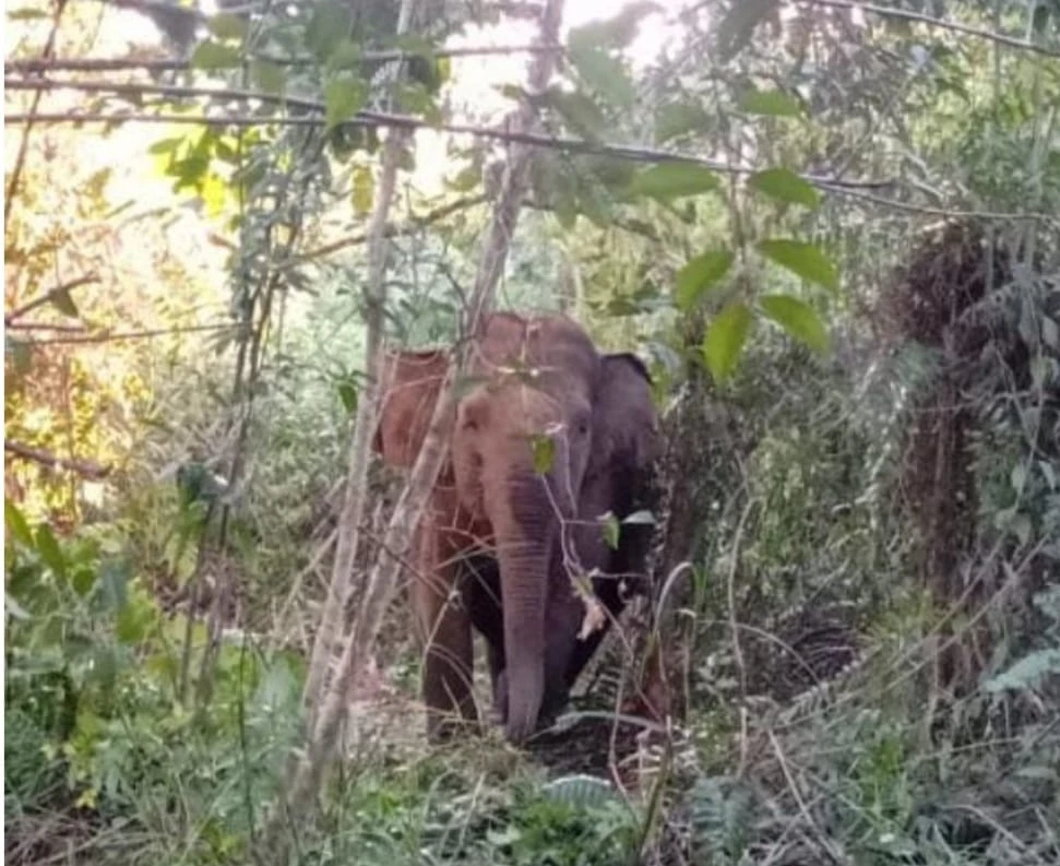Akibat Ketersinggungan Satgas, Gajah Datang Pun Ogah Menghalaunya