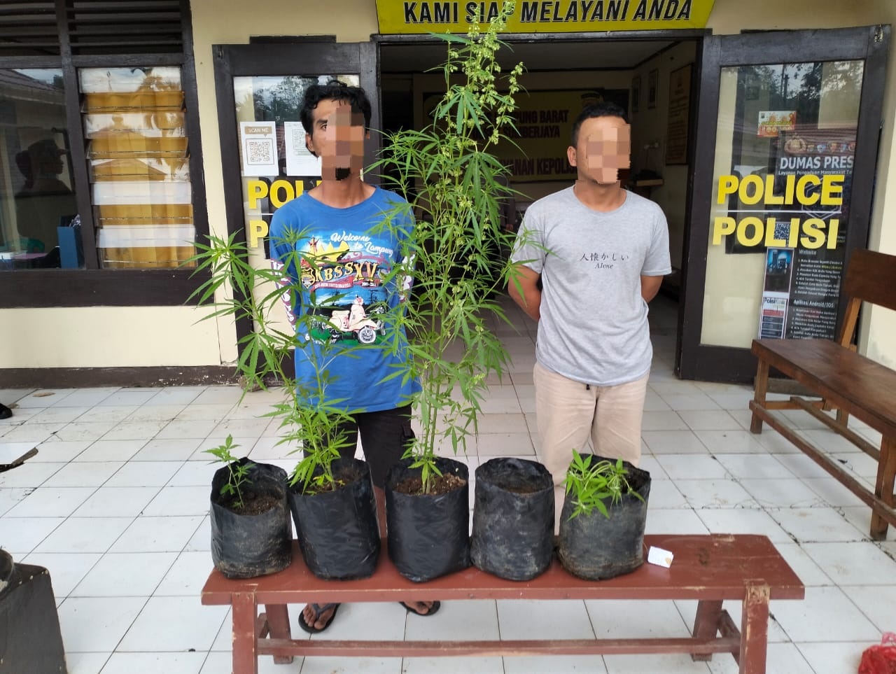 Tekab 308 Polsek Sumber Jaya dan Sat Narkoba Polres Lambar Ungkap Pemilik Tanaman Ganja Di Kawasan Hutan Register 34 B