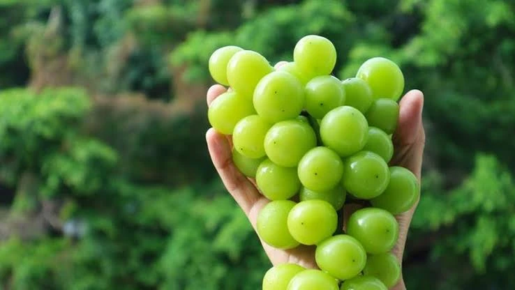 Hasil Rapid Test Badan Pangan: Anggur Muscat Aman Dikonsumsi