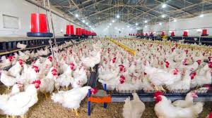 Pemerintah Buka Keran Impor Ayam