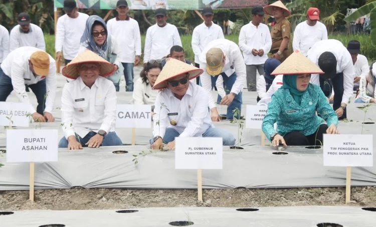 Pj Gubernur Sumut Tanam Cabai di Desa Serdang, Diharapkan ketersedian Cabai Rata Sepanjang Tahun
