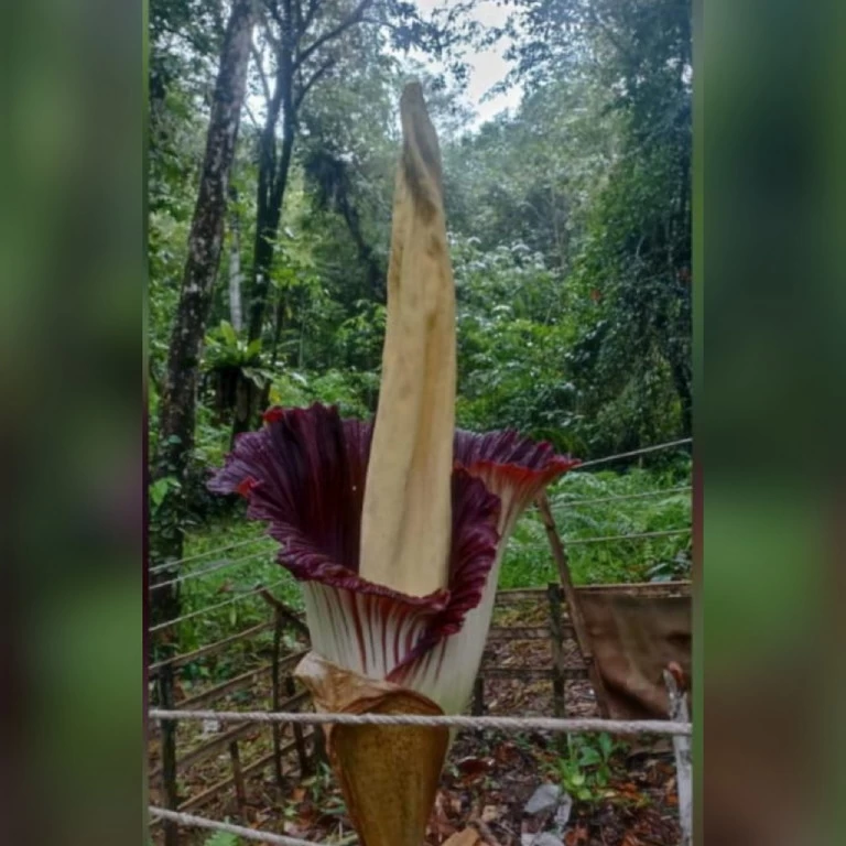 Bunga Bangkai Raksasa Menjadi Penarik Wisata Di TNBB Kubu Perahu