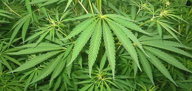 Kasus Fidelis Ari, Contoh Ganja Harus Legalkan Untuk Pengobatan